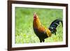 USA, Florida, Immokalee, domestic Black Copper Marans-Bernard Friel-Framed Photographic Print