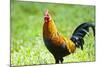 USA, Florida, Immokalee, domestic Black Copper Marans-Bernard Friel-Mounted Photographic Print