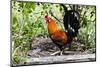 USA, Florida, Immokalee, domestic chicken, black copper Marans-Bernard Friel-Mounted Photographic Print