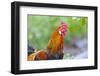 USA, Florida, Immokalee, domestic chicken, black copper Marans-Bernard Friel-Framed Photographic Print