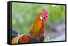 USA, Florida, Immokalee, domestic chicken, black copper Marans-Bernard Friel-Framed Stretched Canvas