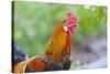 USA, Florida, Immokalee, domestic chicken, black copper Marans-Bernard Friel-Stretched Canvas