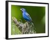 USA, Florida, Immokalee, Indigo Bunting-Bernard Friel-Framed Photographic Print