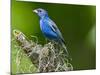 USA, Florida, Immokalee, Indigo Bunting-Bernard Friel-Mounted Photographic Print