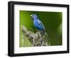 USA, Florida, Immokalee, Indigo Bunting-Bernard Friel-Framed Photographic Print