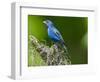 USA, Florida, Immokalee, Indigo Bunting-Bernard Friel-Framed Photographic Print