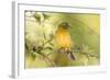 USA, Florida, Immokalee, Male Painted Bunting Perched on Branch-Bernard Friel-Framed Photographic Print