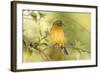 USA, Florida, Immokalee, Male Painted Bunting Perched on Branch-Bernard Friel-Framed Photographic Print