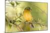 USA, Florida, Immokalee, Male Painted Bunting Perched on Branch-Bernard Friel-Mounted Photographic Print