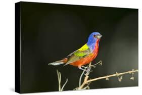 USA, Florida, Immokalee, Male Painted Bunting Perched on Branch-Bernard Friel-Stretched Canvas