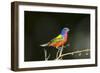 USA, Florida, Immokalee, Male Painted Bunting Perched on Branch-Bernard Friel-Framed Photographic Print