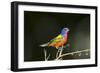 USA, Florida, Immokalee, Male Painted Bunting Perched on Branch-Bernard Friel-Framed Photographic Print