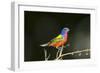 USA, Florida, Immokalee, Male Painted Bunting Perched on Branch-Bernard Friel-Framed Photographic Print