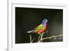 USA, Florida, Immokalee, Male Painted Bunting Perched on Branch-Bernard Friel-Framed Photographic Print