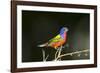 USA, Florida, Immokalee, Male Painted Bunting Perched on Branch-Bernard Friel-Framed Photographic Print