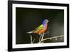 USA, Florida, Immokalee, Male Painted Bunting Perched on Branch-Bernard Friel-Framed Photographic Print