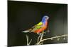 USA, Florida, Immokalee, Male Painted Bunting Perched on Branch-Bernard Friel-Mounted Photographic Print