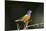 USA, Florida, Immokalee, Male Painted Bunting Perched on Branch-Bernard Friel-Mounted Photographic Print
