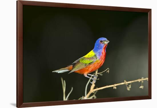 USA, Florida, Immokalee, Male Painted Bunting Perched on Branch-Bernard Friel-Framed Photographic Print