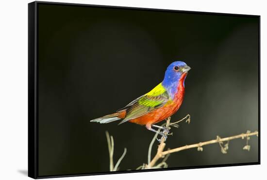 USA, Florida, Immokalee, Male Painted Bunting Perched on Branch-Bernard Friel-Framed Stretched Canvas