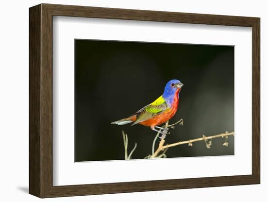 USA, Florida, Immokalee, Male Painted Bunting Perched on Branch-Bernard Friel-Framed Photographic Print