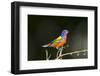 USA, Florida, Immokalee, Male Painted Bunting Perched on Branch-Bernard Friel-Framed Photographic Print