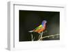 USA, Florida, Immokalee, Male Painted Bunting Perched on Branch-Bernard Friel-Framed Photographic Print