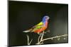 USA, Florida, Immokalee, Male Painted Bunting Perched on Branch-Bernard Friel-Mounted Photographic Print