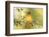 USA, Florida, Immokalee, Male Painted Bunting Perched on Branch-Bernard Friel-Framed Premium Photographic Print