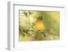 USA, Florida, Immokalee, Male Painted Bunting Perched on Branch-Bernard Friel-Framed Premium Photographic Print