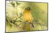 USA, Florida, Immokalee, Male Painted Bunting Perched on Branch-Bernard Friel-Mounted Premium Photographic Print