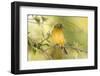 USA, Florida, Immokalee, Male Painted Bunting Perched on Branch-Bernard Friel-Framed Photographic Print