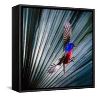 USA, Florida, Immokalee, Painted Bunting Flying Palmetto Background-Bernard Friel-Framed Stretched Canvas