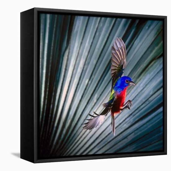 USA, Florida, Immokalee, Painted Bunting Flying Palmetto Background-Bernard Friel-Framed Stretched Canvas