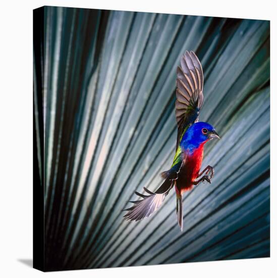 USA, Florida, Immokalee, Painted Bunting Flying Palmetto Background-Bernard Friel-Stretched Canvas