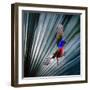 USA, Florida, Immokalee, Painted Bunting Flying Palmetto Background-Bernard Friel-Framed Photographic Print