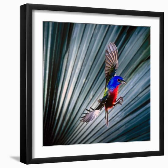 USA, Florida, Immokalee, Painted Bunting Flying Palmetto Background-Bernard Friel-Framed Photographic Print