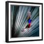 USA, Florida, Immokalee, Painted Bunting Flying Palmetto Background-Bernard Friel-Framed Photographic Print