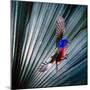 USA, Florida, Immokalee, Painted Bunting Flying Palmetto Background-Bernard Friel-Mounted Photographic Print