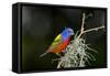 USA, Florida, Immokalee, Painted Bunting Perched on Mossy Branch-Bernard Friel-Framed Stretched Canvas