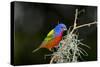 USA, Florida, Immokalee, Painted Bunting Perched on Mossy Branch-Bernard Friel-Stretched Canvas