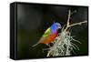 USA, Florida, Immokalee, Painted Bunting Perched on Mossy Branch-Bernard Friel-Framed Stretched Canvas