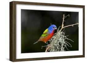 USA, Florida, Immokalee, Painted Bunting Perched on Mossy Branch-Bernard Friel-Framed Photographic Print