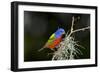 USA, Florida, Immokalee, Painted Bunting Perched on Mossy Branch-Bernard Friel-Framed Photographic Print