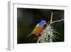 USA, Florida, Immokalee, Painted Bunting Perched on Mossy Branch-Bernard Friel-Framed Photographic Print