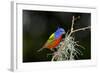 USA, Florida, Immokalee, Painted Bunting Perched on Mossy Branch-Bernard Friel-Framed Photographic Print