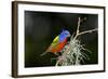 USA, Florida, Immokalee, Painted Bunting Perched on Mossy Branch-Bernard Friel-Framed Photographic Print