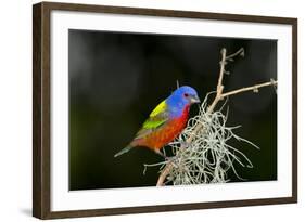 USA, Florida, Immokalee, Painted Bunting Perched on Mossy Branch-Bernard Friel-Framed Photographic Print