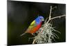 USA, Florida, Immokalee, Painted Bunting Perched on Mossy Branch-Bernard Friel-Mounted Photographic Print
