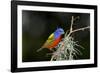 USA, Florida, Immokalee, Painted Bunting Perched on Mossy Branch-Bernard Friel-Framed Photographic Print